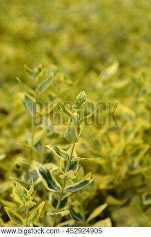 Wintercreeper Emerald And Gold Leaves In The Garden