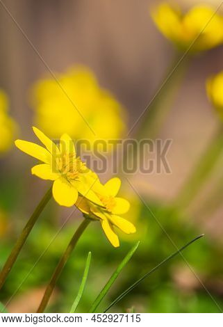 The First Spring Flowers Close-up. Background Of Nature. Close-up Of A Yellow Flower, A Small Celand