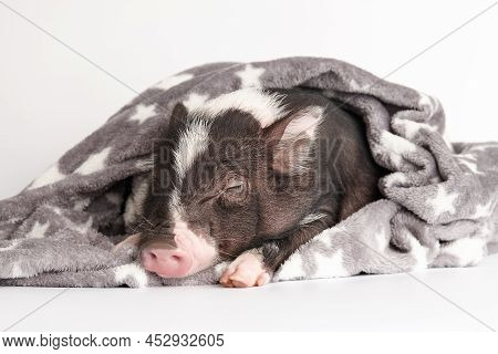 Cute Mini Pig In Warm Blanket On White Background