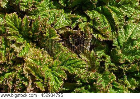 Heracleum Sosnowskyi. A Small Sprout Of Sosnovsky Hogweed. Texture Of Young Leaves. Close-up