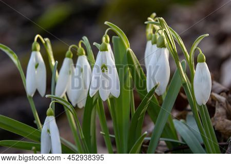 Early Spring Snowdrops, Galanthus Nivalis, Selective Focus And Diffused Background