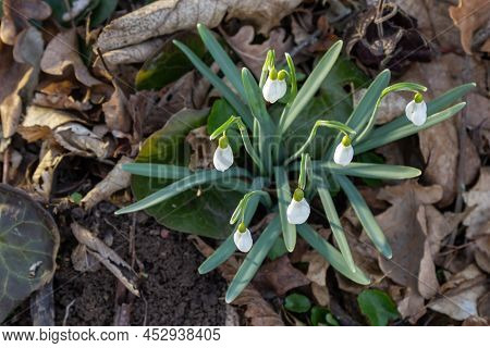 White Snowdrop Flower, Close Up. Galanthus Blossoms Illuminated By The Sun In The Green Blurred Back