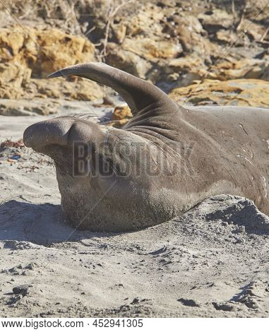 Northern Elephant Seal Resting On Beach
(m. Angustirostris)