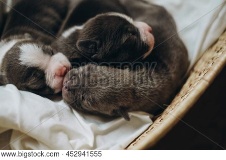 Raising American Bully Puppies. Sleeping In A Wicker Basket Are Several Cute And Small Blue Bully Pu