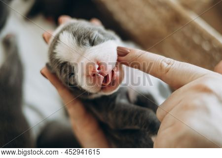 Raising American Bully Puppies. Sleeping In A Wicker Basket Are Several Cute And Small Blue Bully Pu