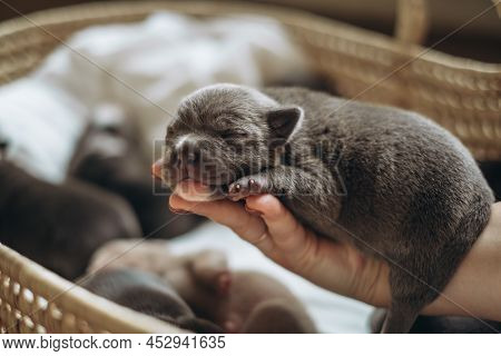 Raising American Bully Puppies. Sleeping In A Wicker Basket Are Several Cute And Small Blue Bully Pu