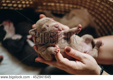 Raising American Bully Puppies. Sleeping In A Wicker Basket Are Several Cute And Small Blue Bully Pu