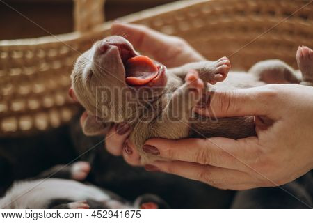 Raising American Bully Puppies. Sleeping In A Wicker Basket Are Several Cute And Small Blue Bully Pu