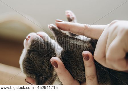 Raising American Bully Puppies. Sleeping In A Wicker Basket Are Several Cute And Small Blue Bully Pu