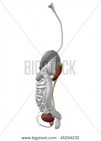 Humanos 3D conceptual del concepto u órgano de riñón del hombre anatomía e ilustración de sistema urinario aislado en