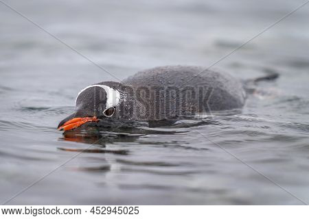 Gentoo Penguin Porpoising In Water Eyeing Camera