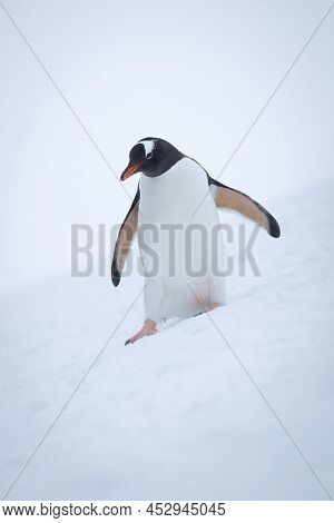 Gentoo Penguin Sliding Down Slope Looking Down