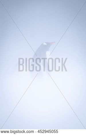 Gentoo Penguin Standing In Profile In Blizzard