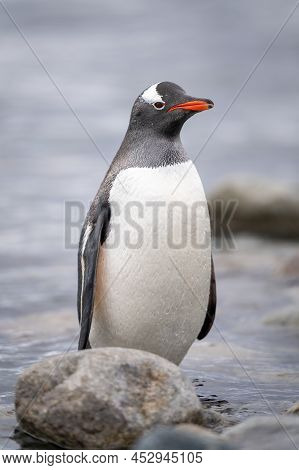 Gentoo Penguin Stands Behind Rocks Eyeing Camera