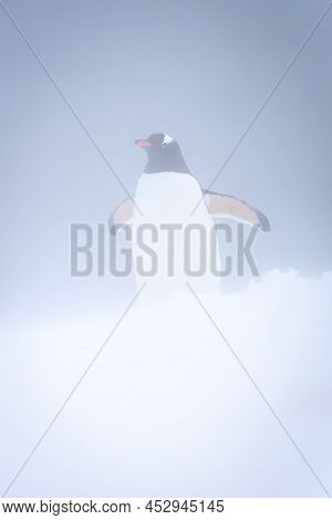 Gentoo Penguin Stands In Blizzard Raising Flippers