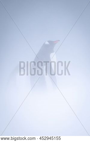 Gentoo Penguin Stands In Profile In Snow
