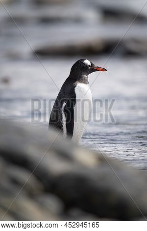 Gentoo Penguin Stands In Shallows Behind Rock