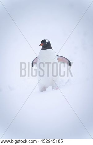 Gentoo Penguin Stands In Snow Lifting Flippers