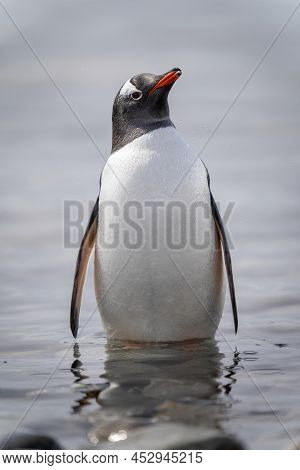 Gentoo Penguin Stands Lifting Beak In Shallows
