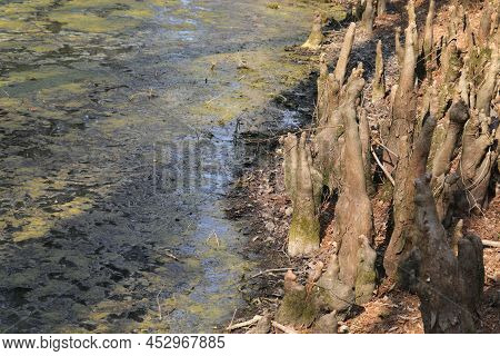 Stagnant Muddy Swamp Water With Small Tree Trunks That Look Like Stylized Elves And Gnomes