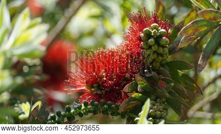 Callistemon Lemon Or Callistemon Viminalis Red Bottle Brush Flower In Israel. This Is An Evergreen T