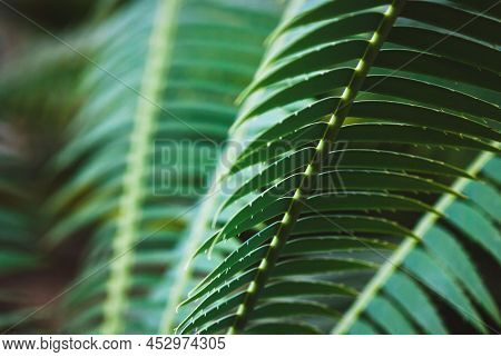 Dioon Spinulosum, Giant Dioon Or Gum Palm Leaves Closeup
