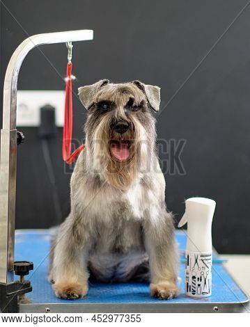 Black And Silver Miniature Schnauzer On The Grooming Table, Vertical Photo.