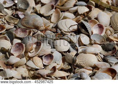 Natural Background Of Common Small Seashells On Dzharylgach Island For A Full-frame