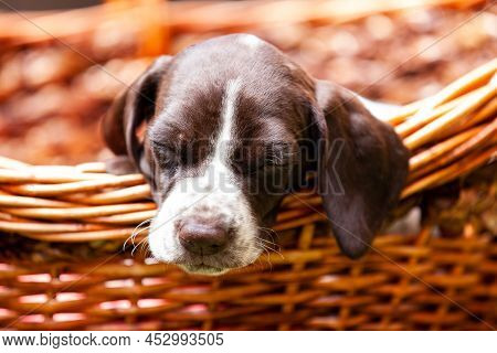 Little Puppy Of The French Pointing Dog Breed Sleeping In A Basket Under The Sun