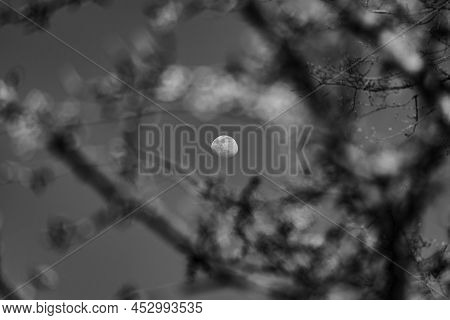 Connecticut-the Moon Rise Seen Through The Blossoming Flowers