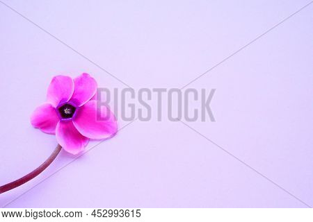 Cyclamen Flower Side View On Pink Purple Background With Blurred Tender Focus. One Flower With Five 