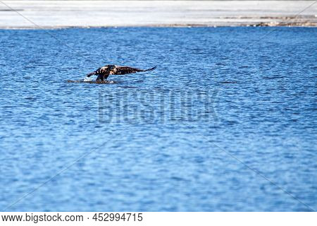Immature Bald Eagle (haliaeetus Leucocephalus) Grabbing A Fish On Lake Wausau, Wausau, Wisconsin  In