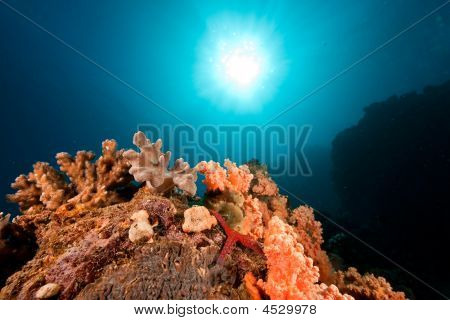 Oceano, corallo e sole