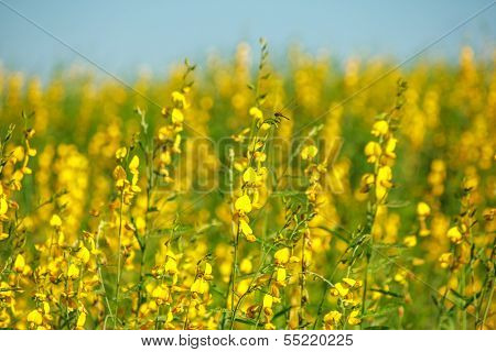 Sunhemp Flower