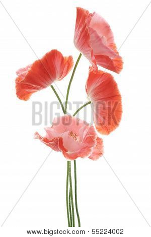 Poppy