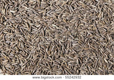Cumin (cummin) Seeds