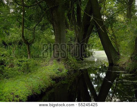 River in the forest