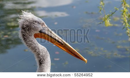 Young White Pelican Face
