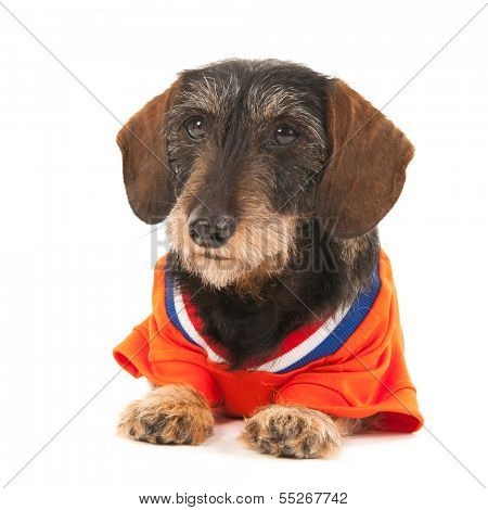 Wire haired dachshund as Dutch soccer sports fan isolated over white background