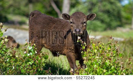 Bull Scottish Highland Cattle Calf Looking At Camera