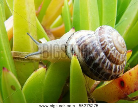 Snail on green