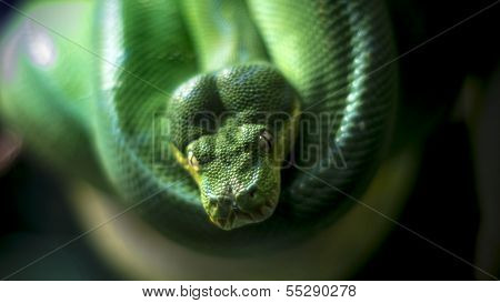Green Tree Python