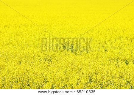 Canola Field, Yellow Rape Flowers, Rapeseed