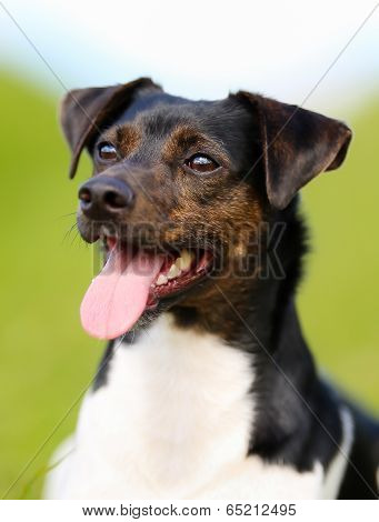 Purebred Dog