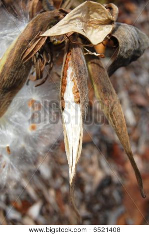 Butterfly Milkweed Seedpod Barely Open