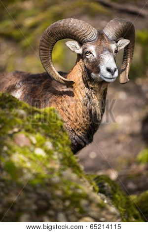 The mouflon (Ovis orientalis)