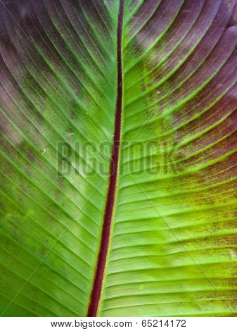 Banana leaf