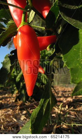 red  peppers