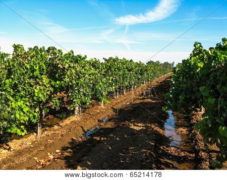 grape vineyard