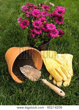 spring potting